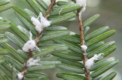 Hemlock Woolly Adelgid on branches